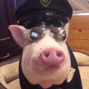 Meet your Posher, Caroline